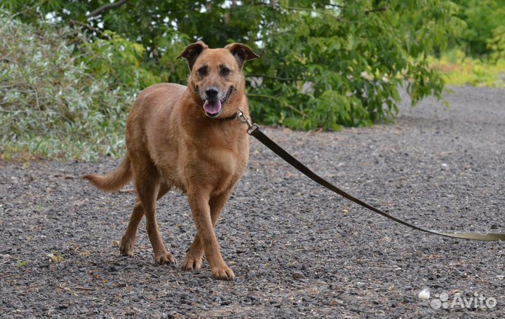 Лиза из приюта, в дар