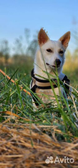 Умочка, мелкая собака добрые ручки