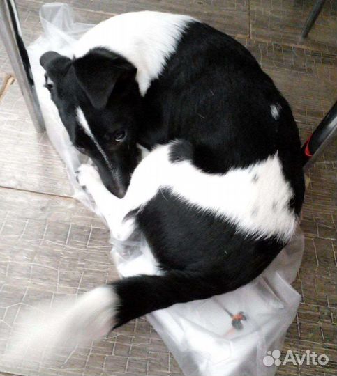 Джек рассел девочка