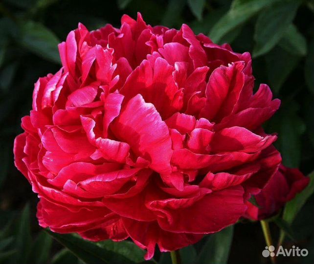 Пионы Фестива Максим, Карл Розенфельд