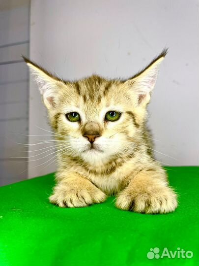 Пиксибоб, котята-рысята