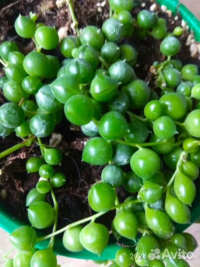 Крестовник Роули