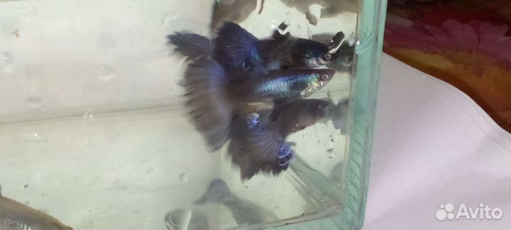 Гуппи синие