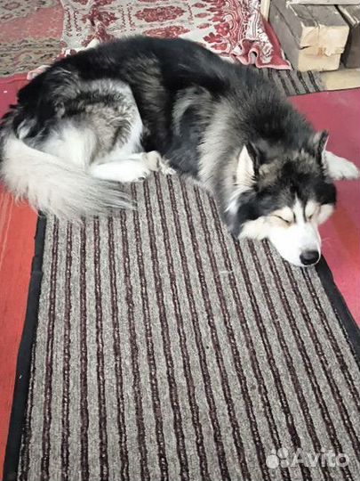 Хаски в добрые руки