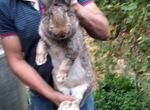 Кролик великан ризен