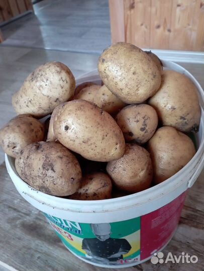 Продам картофель