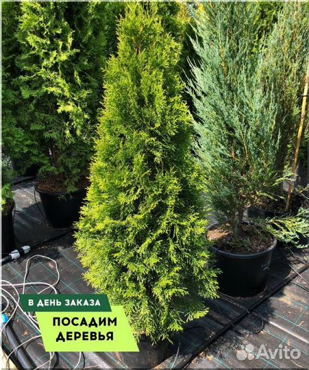 Туя в ассортименте Смарагд,Брабант,Колумна 1,5-1,8