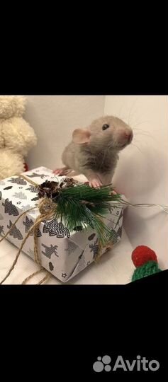 Декоративные крысята дамбо рекс