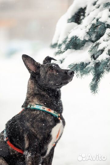 Собака в добрые руки