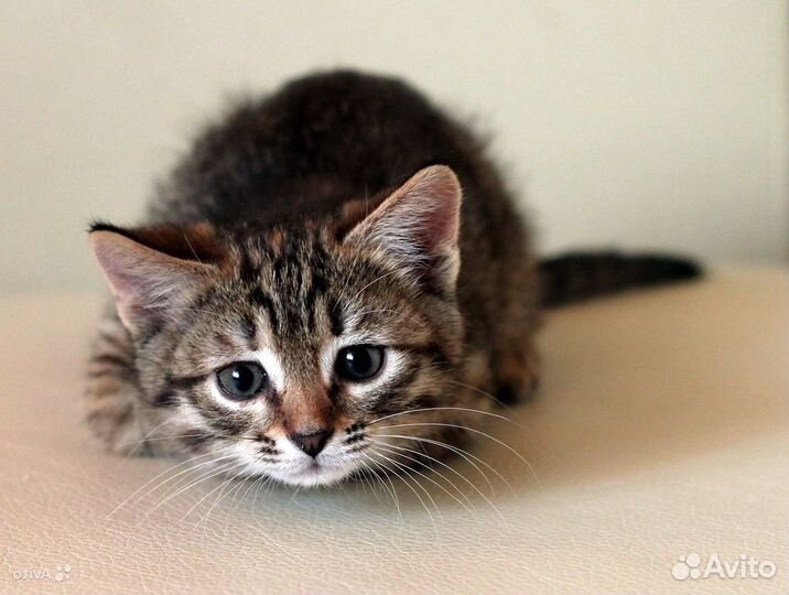 Котята 2 месяца полосатики в дар