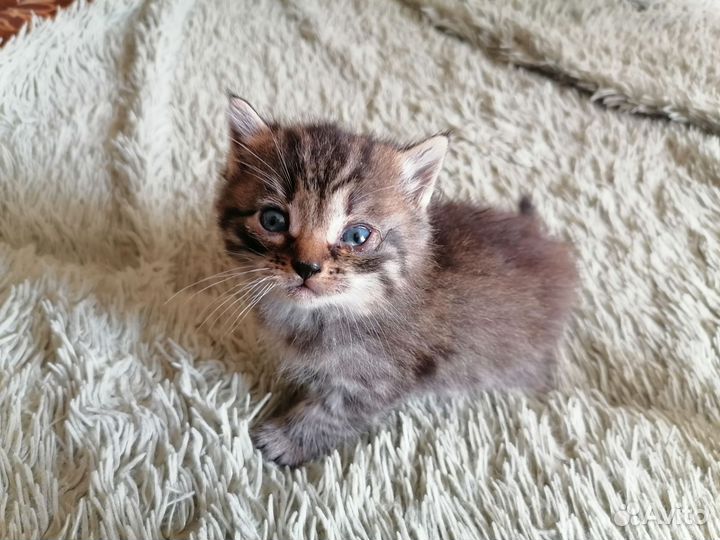 Отдаём милых котят