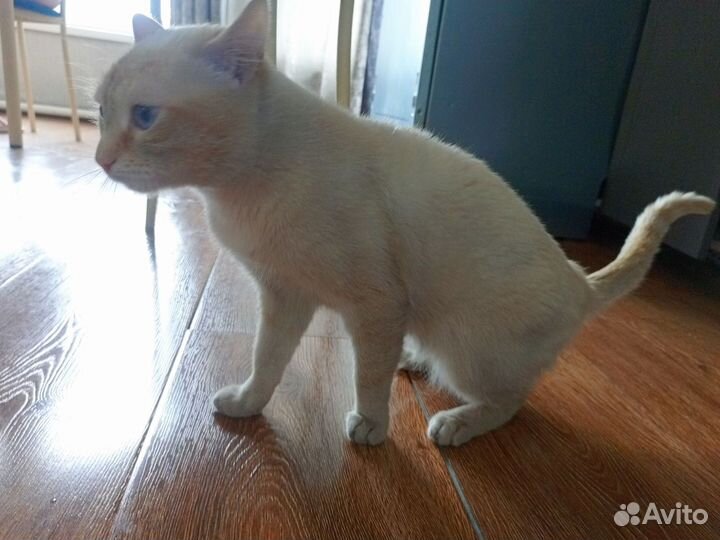 Тайский кот