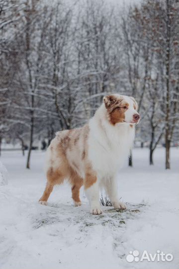 Кобель для вязки австралийской овчарки, аусси