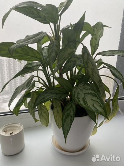 Аглаонема мария кристина