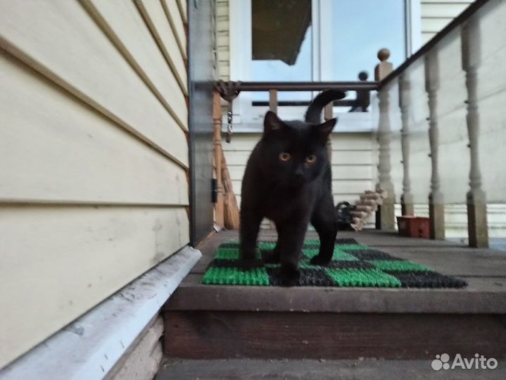 Кот мальчик черный бесплатно