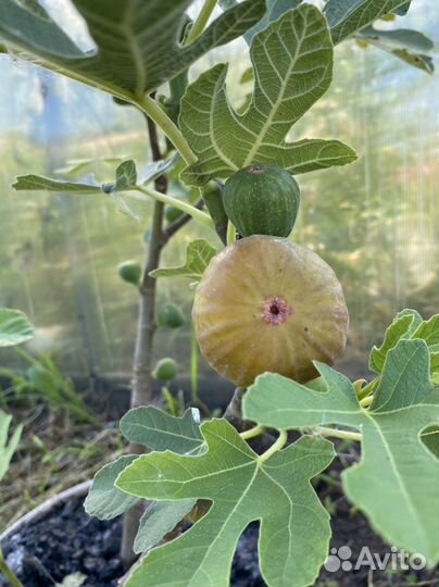 Домашний сладкий инжир