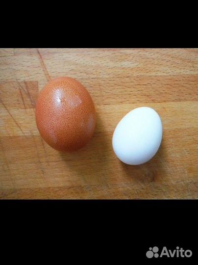 Яйцо карликовых кур, инкубационное