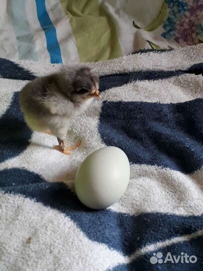 Цыплята подрощеные