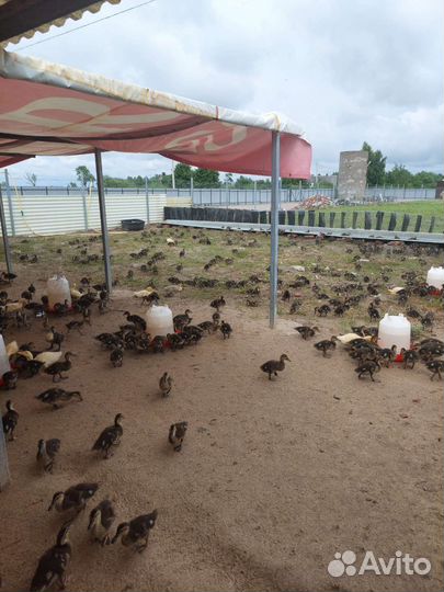 Дикие утки подсадные