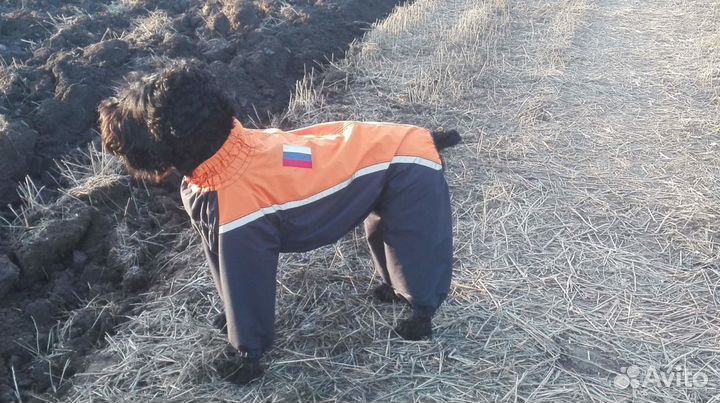 Одежда для собак на любой сезон