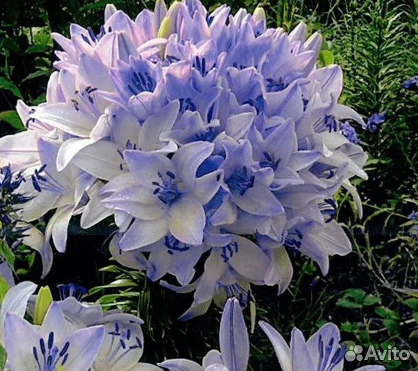 Лилии луковицы