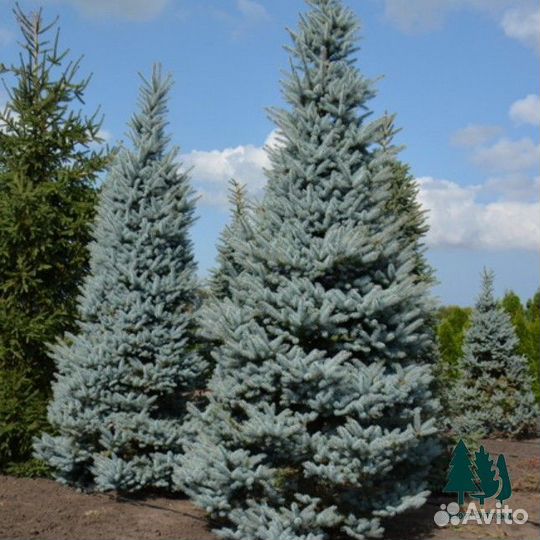 Ель голубая 3,3м и др
