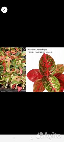 Аглаонема фаер воркс
