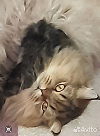 Зооняня домашняя передержка животных