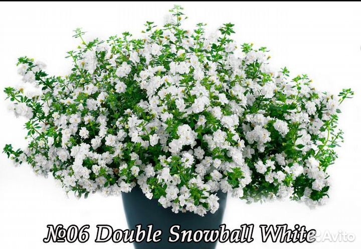 Бакопа вегетативная