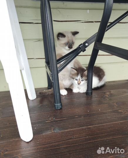 Котята в добрые руки
