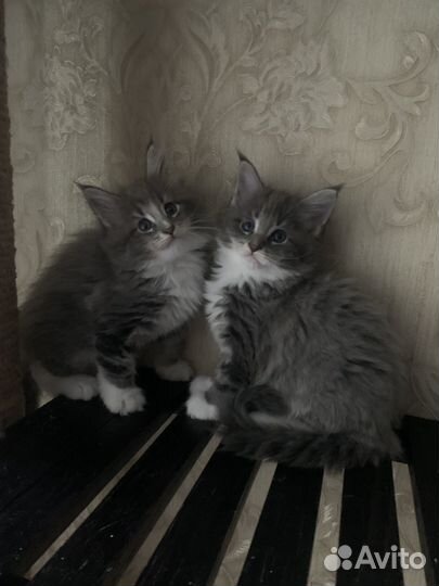 Котята мейн-кун