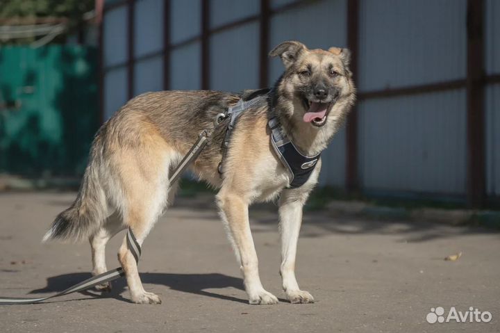 Отдам бесплатно собаку