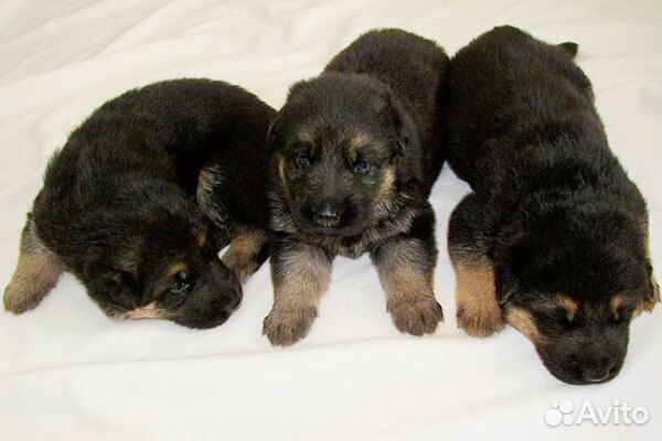 Щенки немецкой овчарки
