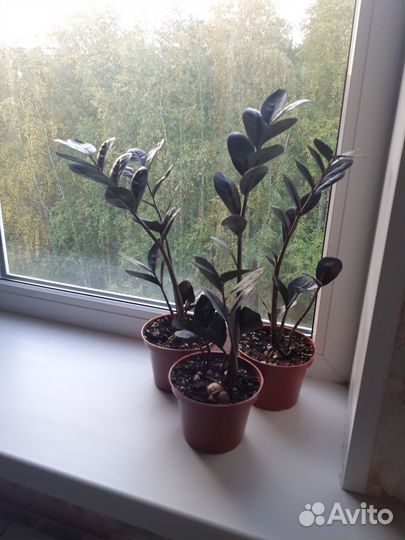 Замиокулькас +