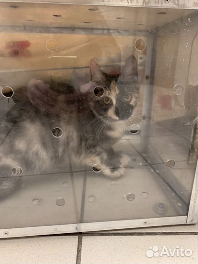 Котятки ищут дом