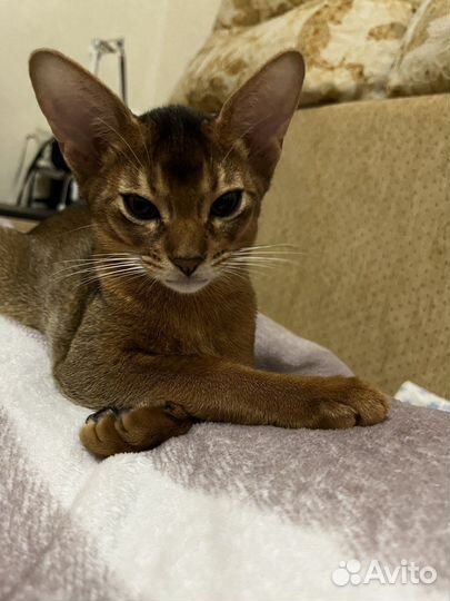 Абиссинские котята