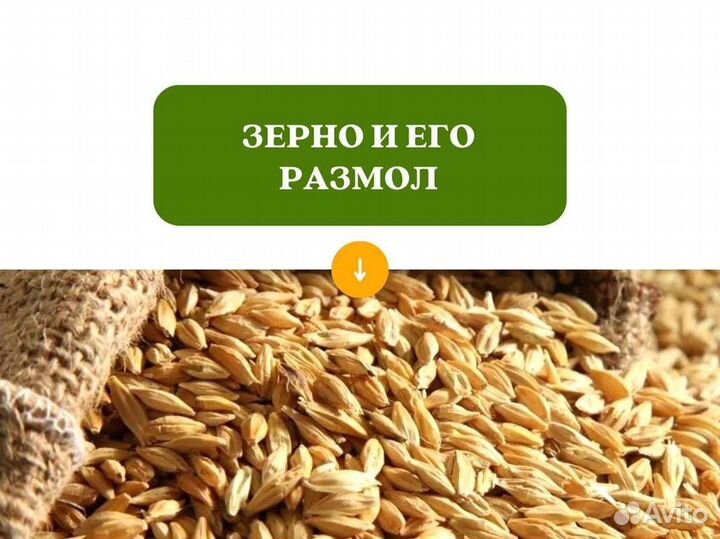 Пшеница Зерно (кг)