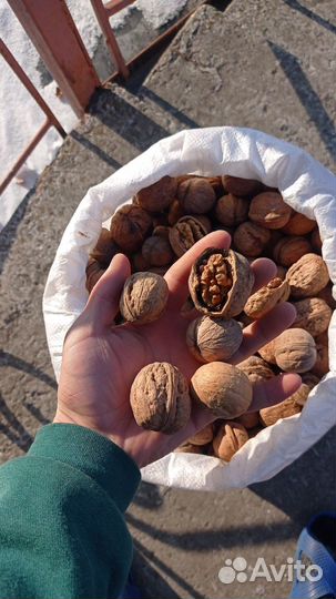 Грецкий орех в скорлупе