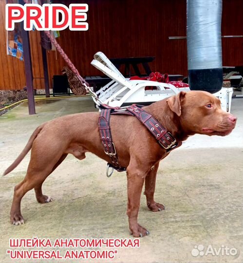 Ошейники, шлейки, поводки для собак