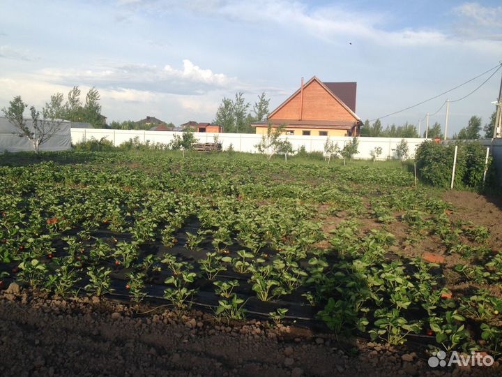 Рассада клубники Азия