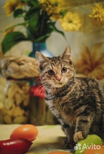 Кошка в дар бесплатно в добрые руки