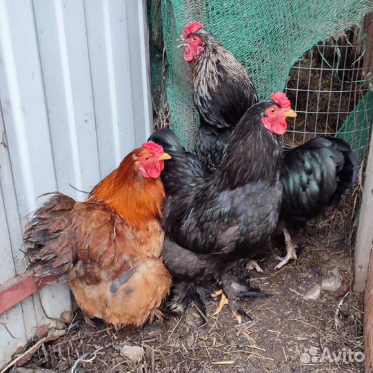 Петухи, курочка Кохинхины, красавчики