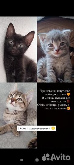 Котята в добрые руки бесплатно