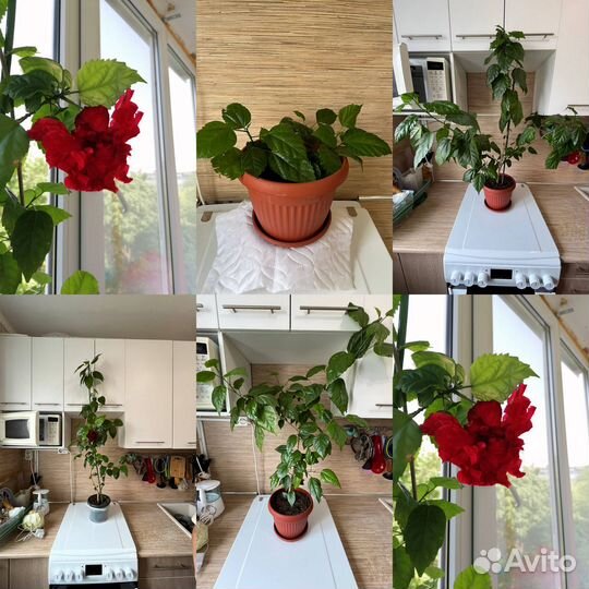 Комнатные цветы бесплатно