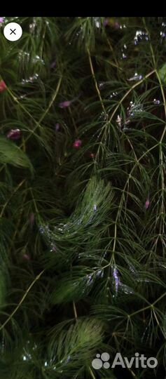 Роголистник в аквариум