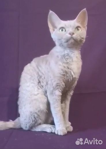 Девон-рекс кошка
