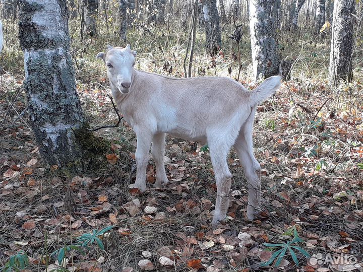 Ламанча, нубийцы