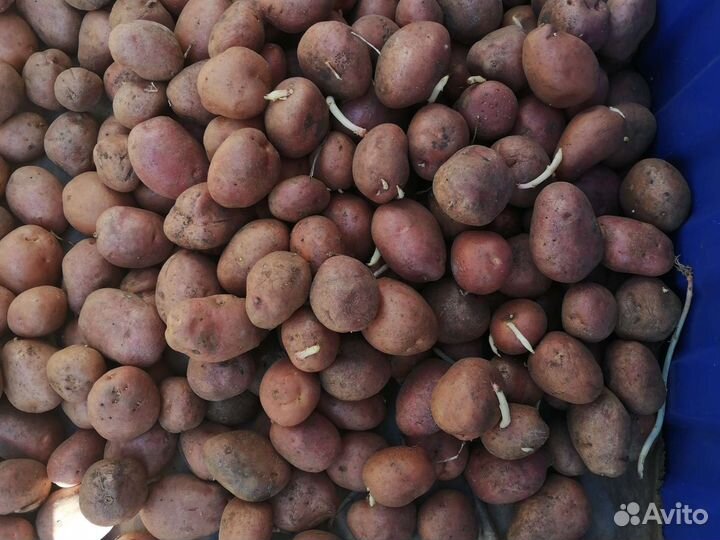 Семенной картофель