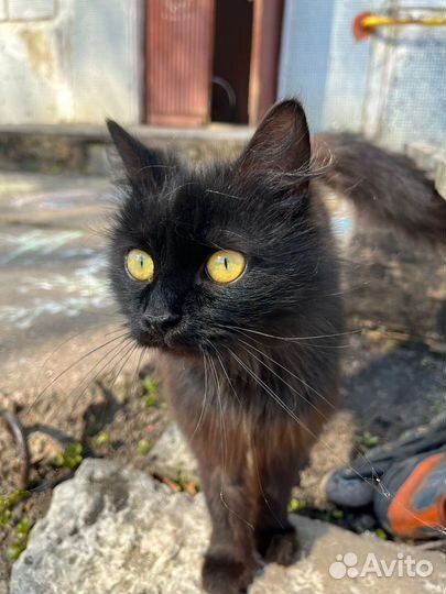 Кошечка ищет хозяев