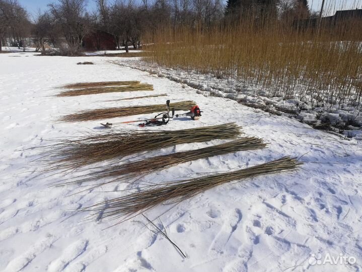 Черенки лозы/ ивы Ламберта